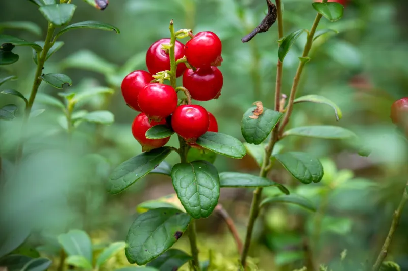 Cuisine sauvage en altitude : identifier, cueillir et cuisiner les trésors comestibles des Pyrénées