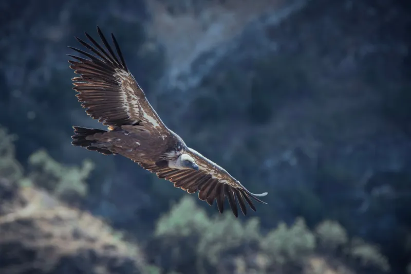 Ours, lynx et aigle royal : vivre avec les seigneurs des Pyrénées quand on dort sous la tente